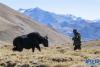 牧民在珠峰脚下的冬季牧场上放牧（1月25日摄）。新华社记者 孙非 摄