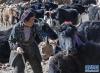 在冬季牧场的放牧点，一名牧民在劳作（1月25日摄）。新华社记者 王沁鸥 摄