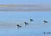 几只水鸟在雅鲁藏布江中游弋（1月27日摄）。新华社记者 张汝锋 摄