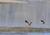   雅鲁藏布江上起舞的两只水鸟（1月27日摄）。新华社记者 张汝锋 摄