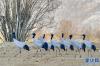 栖息在南木林县艾玛乡农田里的黑颈鹤（1月24日）。新华社记者 张汝锋 摄
