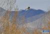 在南木林县艾玛乡农田上空盘旋的黑颈鹤（1月24日）。新华社记者 张汝锋 摄