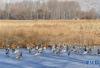 2月2日，斑头雁和赤麻鸭在拉鲁湿地的冰面上栖息。  新华社记者 张汝锋 摄