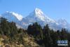 这是2月15日在尼泊尔苗地县的普恩山拍摄的丛林衬托下的雪山。  新华社记者 周盛平 摄