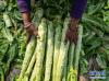 2月20日，西藏拉萨市曲水县南木乡江村的村民在大棚内采摘蔬菜。