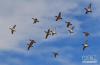 一群野鸭在拉鲁湿地上空飞翔（2月24日摄）。 