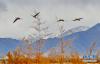 斑头雁在拉鲁湿地上空飞翔（2月24日摄）。