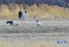 黑颈鹤在江萨国家湿地公园里嬉戏（2月27日摄）。新华社记者 刘洪明 摄