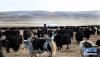 在甘孜藏族自治州石渠县，当地村民在放牧（2019年11月1日摄）。通过“逐草游牧”向“种草集约定牧”转变，仅2014年至2018年，石渠县就实施退牧还草200万亩。新华社记者 陈天湖 摄