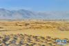 正在进行客土改良的日喀则市桑珠孜区高标准农田（3月8日摄）。新华社记者 张汝锋 摄