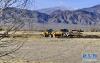 在日喀则市桑珠孜区曲美乡那塘村，大型机械设备平整土地，打造高标准农田（3月1日摄）。新华社记者 张汝锋 摄