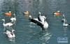拉萨宗角禄康公园湖中嬉戏的鸟儿（3月10日摄）。 