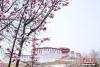 3月14日，西藏拉萨，布达拉宫附近春意渐浓。 中新社记者 何蓬磊 摄