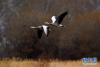 3月14日，斑头雁在拉鲁湿地上空飞翔。新华社记者 詹彦 摄