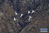 3月14日，斑头雁在拉鲁湿地上空飞翔。新华社记者 詹彦 摄