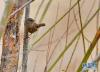 3月14日，一只小鸟在拉鲁湿地的树上鸣叫。新华社记者 张汝锋 摄