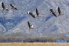 3月14日，斑头雁在拉鲁湿地上空飞翔。新华社记者 张汝锋 摄