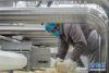 3月16日，在香格里拉市康美乳业开发有限责任公司，一名工人在生产车间作业。新华社记者 胡超 摄
