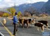 林芝市米林县雅鲁藏布江畔的牧人和牛群（3月20日摄）。 新华社记者 张汝锋 摄