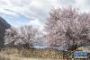 这是3月26日拍摄的西藏林芝市波密县境内桃花盛开的田园风光。新华社记者 孙非 摄