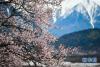 这是3月26日拍摄的西藏林芝市波密县境内桃花盛开的田园风光。新华社记者 晋美多吉 摄