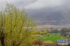 林芝雅鲁藏布江畔的田园风光（3月20日摄）。 新华社记者 张汝锋 摄