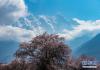 南迦巴瓦峰下盛开的桃花（4月1日摄）。新华社记者 侯捷 摄