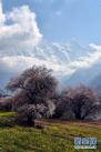 南迦巴瓦峰下盛开的桃花（4月1日摄）。新华社记者 黄豁 摄