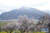 西藏林芝嘎拉村桃花林与远处雪山相映成趣（4月2日摄）。新华社记者 唐弢 摄