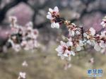 高原花儿开，静待游客来——西藏林芝首次启用5G直播呈现桃花美景