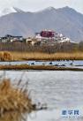 水鸟在拉鲁湿地里栖息（4月6日摄）。新华社记者 张汝锋 摄
