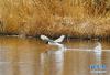 拉鲁湿地里捕食的棕头鸥（4月6日摄）。新华社记者 张汝锋 摄