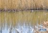 一只鸟儿在拉鲁湿地里游弋（4月6日摄）。新华社记者 张汝锋 摄