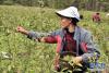 察隅县下察隅镇卡地村村民在采摘茶叶（4月5日摄）。新华社记者 黄豁 摄