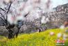 4月2日，林芝市巴宜区嘎拉桃花村桃花盛开，景美如画。