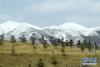 这是4月7日在天祝藏族自治县境内拍摄的春日雪景。新华社记者 范培珅 摄