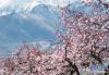 帕邦喀周围的桃花盛开，从桃花丛中可以看到远处的布达拉宫（4月7日摄）。新华社记者 普布扎西 摄