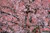 拉萨帕邦喀的古树桃花。　江飞波 摄