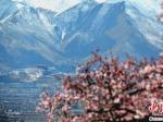 绝美四月 西藏拉萨古寺桃花盛开
