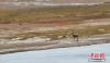 4月中旬，国家一级保护动物藏野驴和二级保护动物藏原羚在甘肃肃南裕固族自治县境内祁连山草原上奔跑。武雪峰 摄