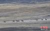 4月中旬，在甘肃肃南境内祁连山草原上近距离拍摄到奔跑的藏野驴。 武雪峰 摄