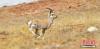 图为奔跑的国家二级保护动物藏原羚。 武雪峰 摄