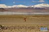 4月30日，一名藏族小孩在当穹错湖畔玩耍。 