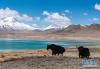 4月30日，两只牦牛在当穹错湖畔。 新华社记者 侯捷 摄