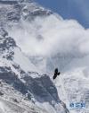 在珠峰国家级自然保护区内飞翔的黄嘴山鸦（4月19日摄）。新华社记者 孙非 摄