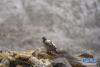 在珠峰国家级自然保护区内栖息的藏雪鸡（4月30日摄）。 新华社记者 普布扎西 摄