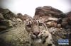 在珠峰国家级自然保护区内活动的雪豹。该红外照片来源于“雪豹保护计划”在珠峰国家级自然保护区内的长期监测（资料照片）。 新华社发