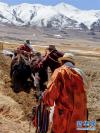 曲旺老人在西藏那曲市尼玛县当穹错旁举行的春耕典礼上播撒青稞良种（4月30日摄）。新华社记者 田金文 摄