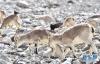 黄嘴山鸦停留在岩羊身上（5月8日摄）。新华社记者 晋美多吉 摄 图片来源：新华网