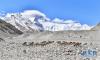  一群岩羊在珠峰大本营附近觅食（5月8日摄）。新华社记者 普布扎西 摄 图片来源：新华网
